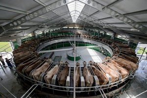 Голландцы предлагают Нижегородской области внедрять роботов на молочных фермах