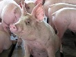 Российский запрет на ввоз свиней ударит по экспортерам