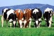 Цена на фьючерс КРС (live cattle) на бирже торгуется в коридоре - трейдеры