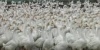 Птицы на единственной гусиной ферме в ЕАО умирают от голода