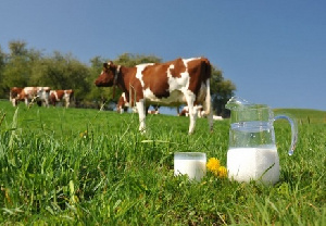 Ведущие ученые страны обсудили проблемы животноводства в Волгограде