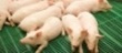 В Курской области открыт свинокомплекс