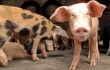 Данкверт: Нидерланды поставляли в РФ контрабандную свинину под видом овощей и соков