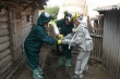 В Черновицкой области Украины зафиксировали чуму свиней - в трех селах объявлен карантин