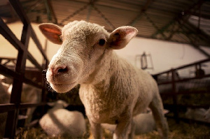 Из-за дефицита свинины Китай наращивает производство баранины