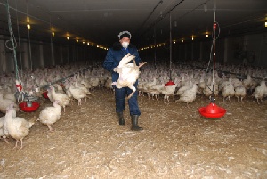 Башкирский птицеводческий комплекс реализует свою продукцию по повышенной цене 