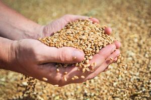 Внутренние цены на зерно в России безудержно растут