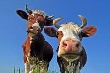 В Саратовской области резко сократилось производство мяса и молока