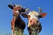 В Саратовской области резко сократилось производство мяса и молока В Саратовской области резко сократилось производство мяса и молока