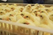 На птицефабрике в Тямше запустили первый птичник на 43 тысячи цыплят