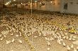 «Тюменский бройлер» увеличил производство мяса птицы