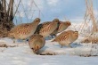 Самарские фермеры пытаются одомашнить диких куропаток 