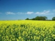 Глава Nestle объяснил рост цен на продукты питания развитием биотопливной отрасли