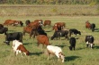 В Калмыкии вывели "антикризисных" коров, которых можно не кормить