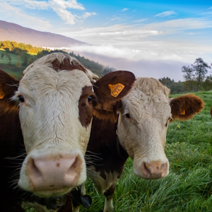 Животноводство остается инвестиционно привлекательным