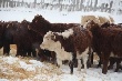 Калмыцкие коровы в черемховских пейзажах