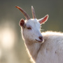 В Волгоградской области насчитали более 1 млн овец и коз