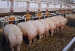 Дополнительные дотации российскому АПК снизят конкурентоспособность белорусской продукции