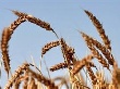 Россия может гарантировать устойчивые поставки зерна на мировой рынок - Скрынник
