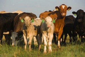 Правительство Тюменской области разработало концепцию организации доращивания и откорма молодняка крупного рогатого скота
