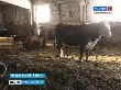 Мошковские фермеры, чтобы удержаться на плаву, режут элитный скот Мошковские фермеры, чтобы удержаться на плаву, режут элитный скот