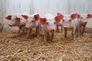 В Лужском районе есть угроза по распространению африканской чумы свиней