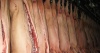 Беларусь запретила ввоз свинины и живых свиней из Карелии