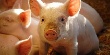 Обзор свиного рынка ЕС: Рынок в равновесии