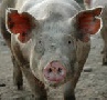 Свиньям на Кубани ужесточат режим