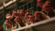 Около 200 тыс кур уничтожат из-за птичьего гриппа в Японии
