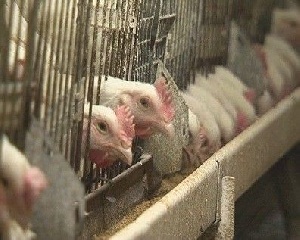  В Хакасии птицефабрика нарушает ветеринарное законодательство