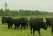 В развитие мясного скотоводства в Костромской области направят более 3 млрд. рублей