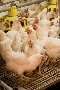 ООО «Удмуртская птицефабрика» повышает эффективность производства за счет нового кросса