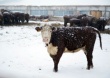 Выгодное направление. ООО "Быковская степь" начинает разводить мясной скот в Рязанской области