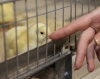 Южноуральские птицеводы намерены снизить зависимость от импортного генетического материала