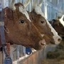 За полгода белгородские животноводы произвели 541,2 млн тонн мяса в живом весе
