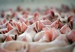 В Колумбии на одной из свиноферм подтвержден случай КЧС