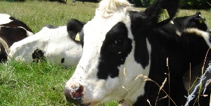 Австрия: Крупный рогатый скот нападает на путешественников