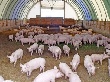 Строительство крупнейшего свинокомплекса под Саратовом идет по плану