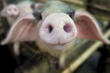  Производство свинины в Челябинской области за полгода выросло на 54%