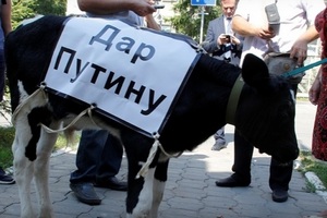 Протестующие фермеры привели теленка к приемной Путина в Омске