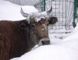 В Амурской области выявлен вирус ящура крупного рогатого скота