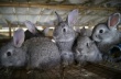 Чувашский фермер разработал механизированные клетки для кроликов