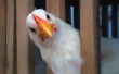 В Крым не пустили 27 тонн украинской курятины