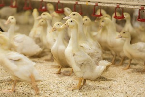 Птицеводы Китая планирует выйти на французский рынок Птицеводы Китая планирует выйти на французский рынок