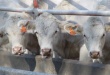Северо-Западная мясная ассоциация продолжит сотрудничество с французскими скотоводческими компаниями