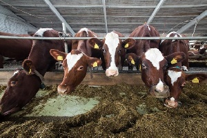 В Калининградской области поголовье крупного рогатого скота за год увеличилось на 8,7%