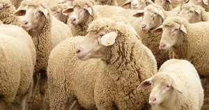 «Дамате» реализует проект по созданию мясных пород овец в Ставропольском крае