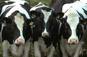 Удельный вес племенных коров в общем поголовье КРС в 2014 г. составил 12,7%