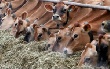 На Кубани появится 7 семейных животноводческих ферм и 13 сельских усадеб